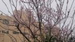 お花見に連れてきてもらった吉井少年。←大事件に！？